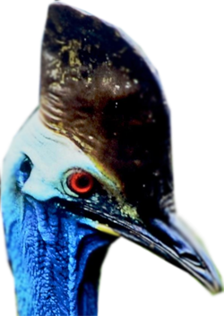 Daintree Tea Cassowary