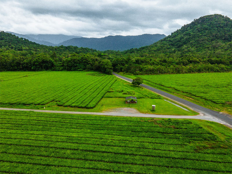 Daintree Tea Plantation